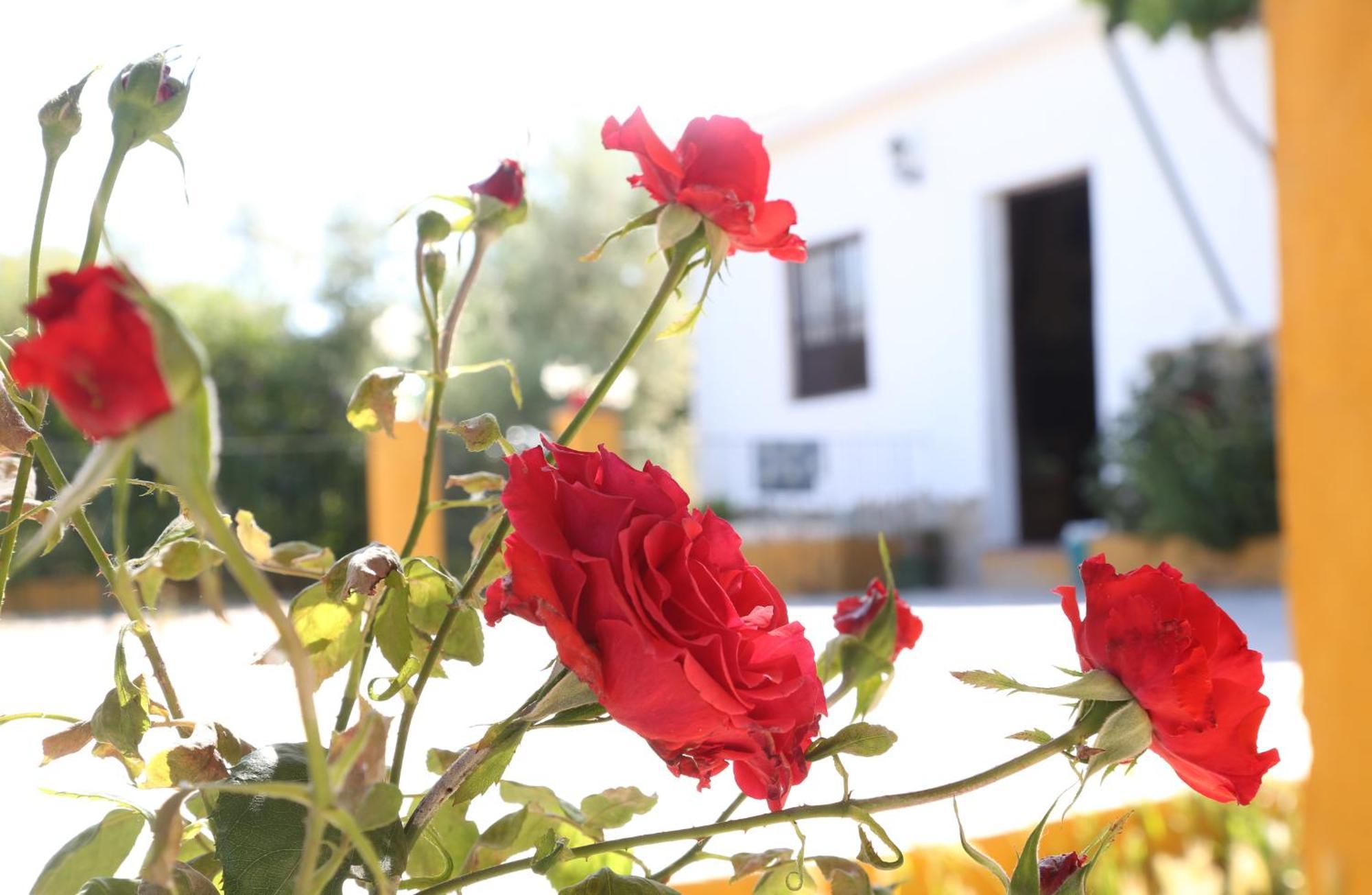 Canete la Real Casa Rural Huerta La Lapa מראה חיצוני תמונה